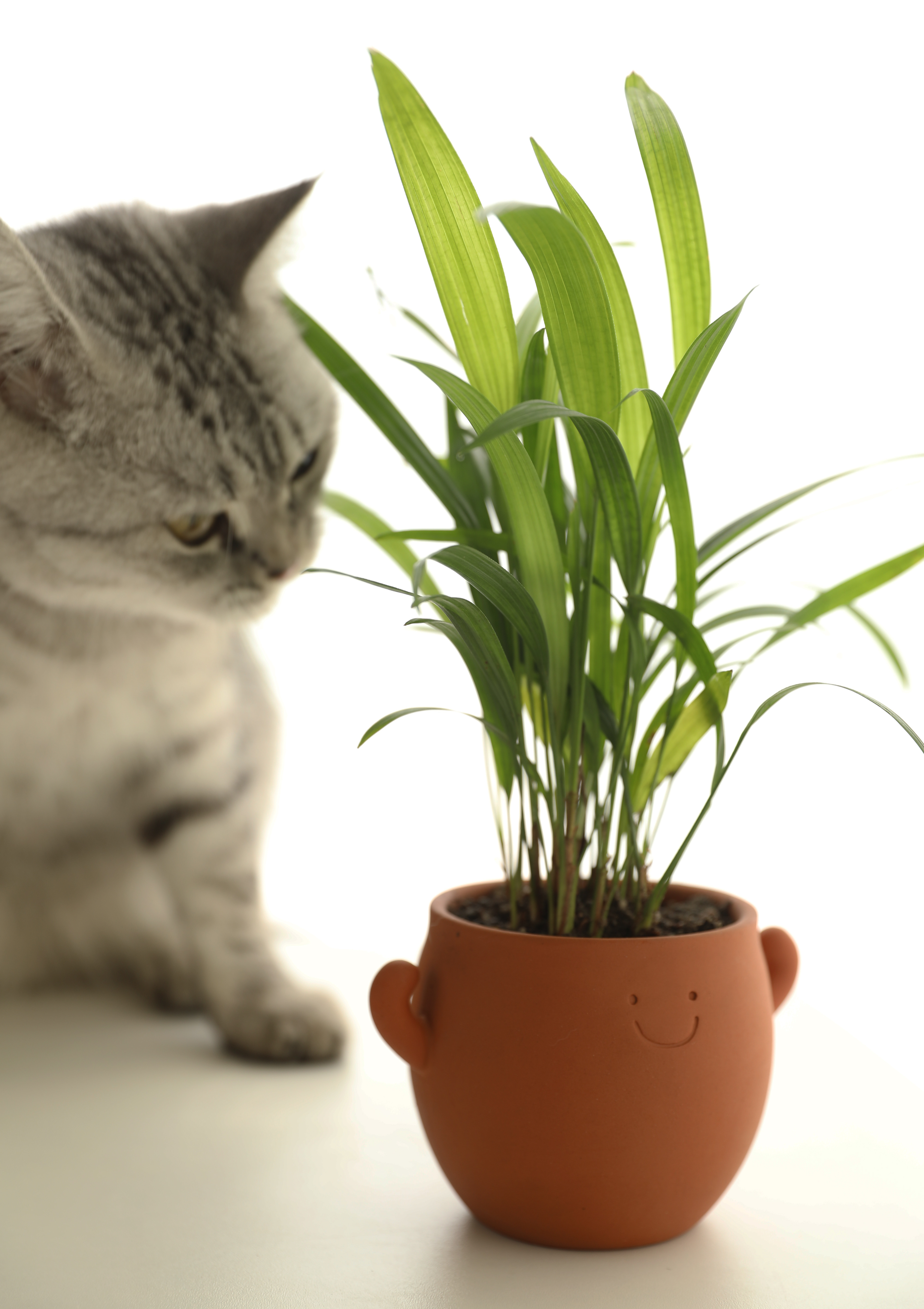 Power Pot Buddy Terracotta Planter